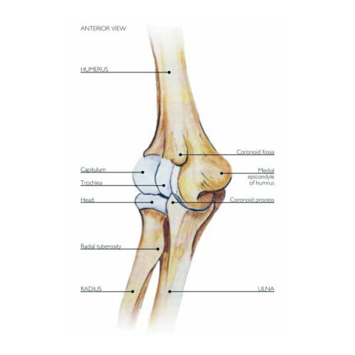 Mastercare Enterprises | NUOrtho Product Range - Arm / Humerus Bracing, Posterior View