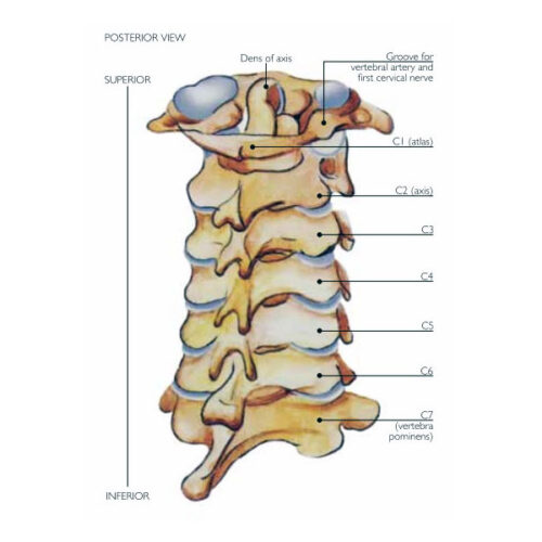 Mastercare Enterprises | NUOrtho Product Range - Neck Bracing, Posterior View