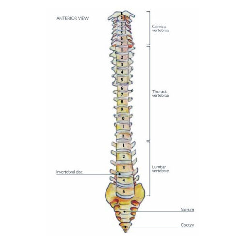 Mastercare Enterprises | NUOrtho Product Range - Back / Spinal / Lumbar Bracing, Posterior View